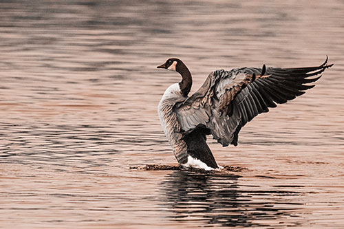 Rising Canadian Goose Spreading Wings Among Lake Top (Orange Tone)