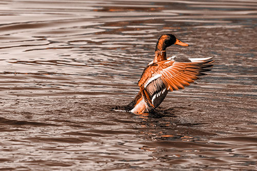 Rising Mallard Duck Flapping Wings Among Rippling Water (Orange Tone)