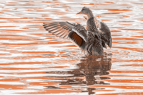 Rising Mallard Duck Flaps Wings Atop Lake (Orange Tone)