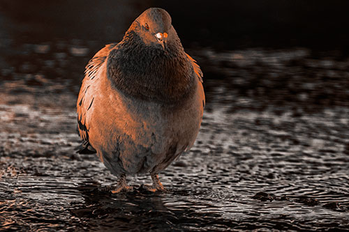 River Standing Pigeon Watching Ahead (Orange Tone Photo)