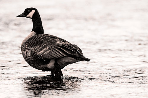 River Walking Canadian Goose (Orange Tone Photo)
