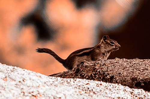 Rock Climbing Squirrel Reaches Shaded Area (Orange Tone Photo)