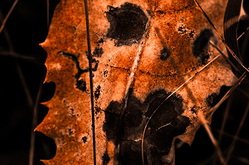 Rot Screaming Leaf Face Among Grass Blades (Orange Tone Photo)