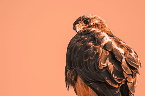 Rough Legged Hawk Glancing Backwards (Orange Tone Photo)