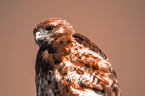 Rough Legged Hawk Keeping An Eye Out (Orange Tone Photo)
