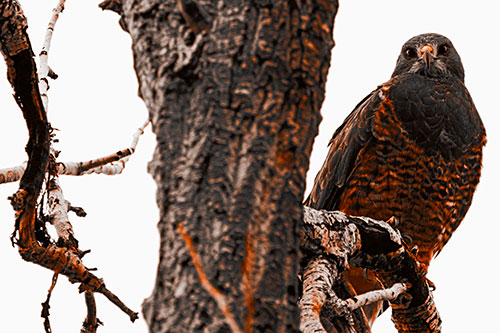 Rough Legged Hawk Watches Intensely Atop Tree Branch (Orange Tone Photo)