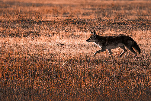 Running Coyote Hunting Among Grass Prairie (Orange Tone Photo)