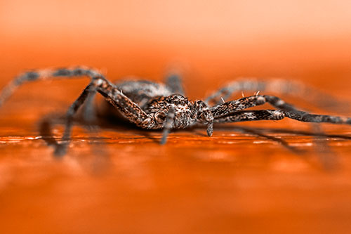 Running Crab Spider Resting Among Bench (Orange Tone)