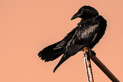 Rusted Rail Raven Keeping Watch (Orange Tone)