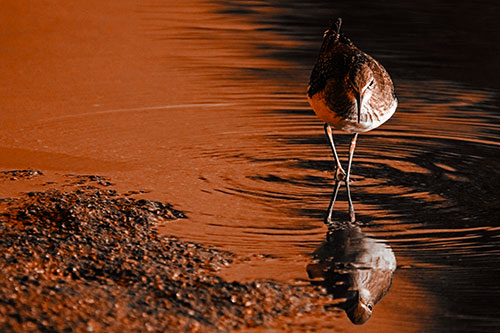 Sandpiper Watching Water Rippling Among Shoreline (Orange Tone)