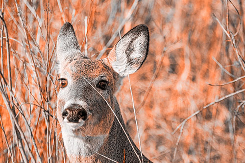 Scared White Tailed Deer Among Branches (Orange Tone Photo)