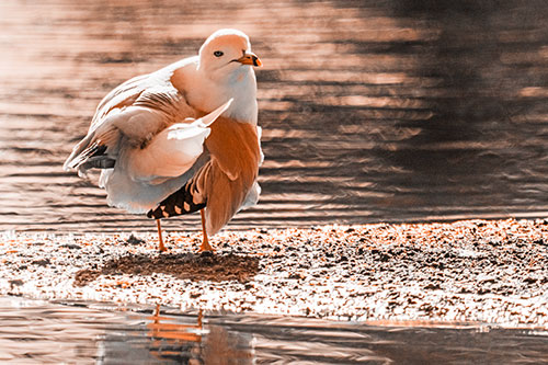 Seagull Grooming Itself Among Lake Shore (Orange Tone)