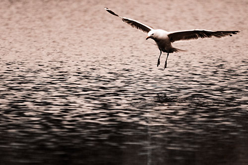 Seagull Landing On Lake Water (Orange Tone Photo)