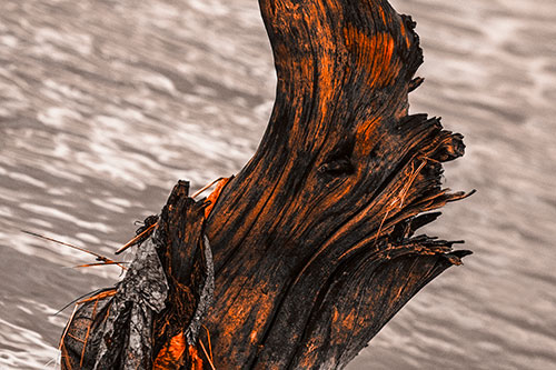 Seasick Faced Tree Log Among Flowing River (Orange Tone Photo)
