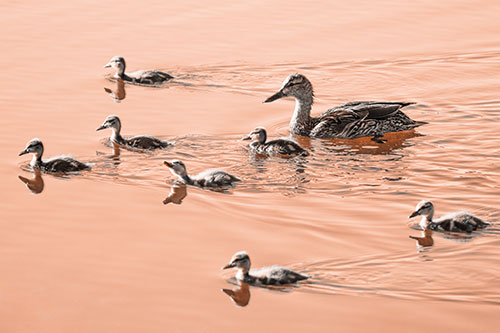 Seven Mallard Ducklings Swimming With Mother (Orange Tone)