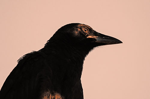 Shaded Crow Gazing Towards Sunlight (Orange Tone Photo)