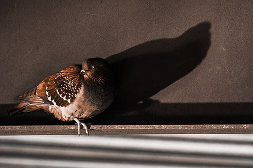 Shadow Casting Pigeon Looking Towards Light (Orange Tone Photo)