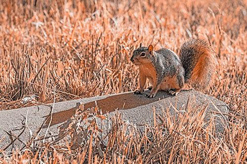 Shadow Casting Squirrel Sitting Atop Concrete Drain (Orange Tone)