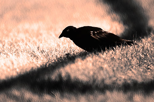Shadow Standing Grackle Bird Leaning Forward On Grass (Orange Tone Photo)