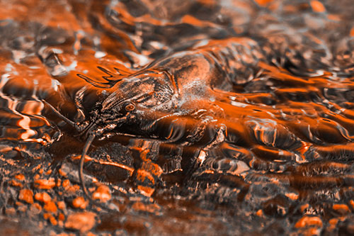 Shallow Submerged Crayfish Keeping Watch Among River (Orange Tone Photo)