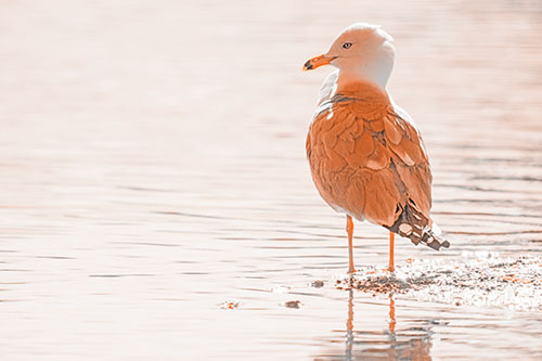 Shore Standing Seagull Watches Across Lake (Orange Tone)