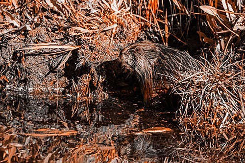 Shy Muskrat Sits Among Shallow Stream (Orange Tone)