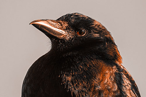 Side Glancing Crow Among Sunlight (Orange Tone Photo)