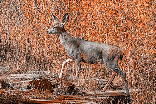 Side Glancing Mule Deer Walking Up Stepping Stones (Orange Tone)