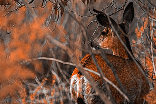 Sideways Glancing White Tailed Deer Beyond Tree Branches (Orange Tone Photo)