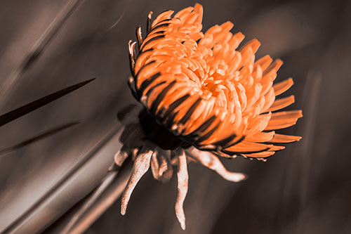 Sideways Taraxacum Flower Blooming Towards Light (Orange Tone Photo)