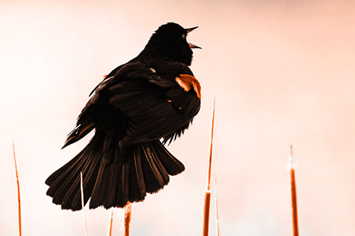 Singing Red Winged Blackbird Atop Cattail Branch (Orange Tone Photo)