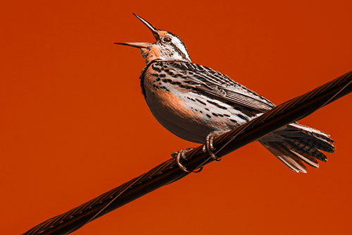 Singing Western Meadowlark Perched Atop Powerline Wire (Orange Tone)