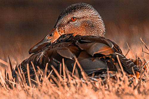 Sitting Mallard Duck Resting Among Grass (Orange Tone Photo)