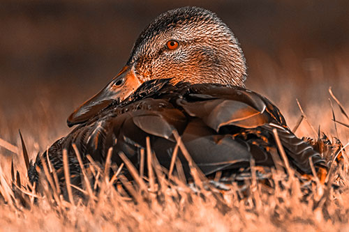 Sitting Mallard Duck Resting Among Grass (Orange Tone)