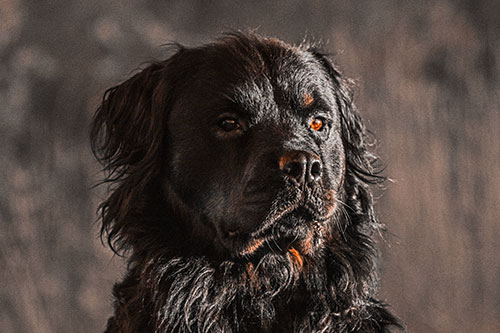 Sitting Rottweiler Dog Poses Among Sunrise (Orange Tone)