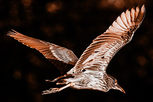 Skittish Black Crowned Night Heron Flying Towards Seclusion (Orange Tone)