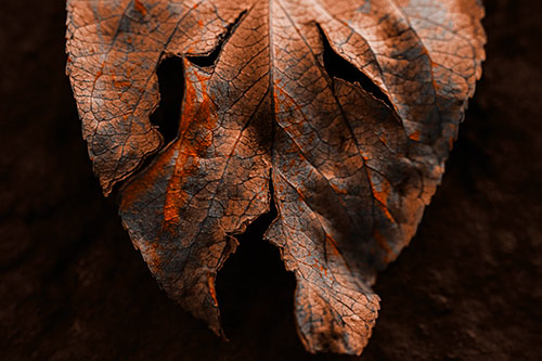 Slant Eyed Leaf Face Decaying Atop Pavement (Orange Tone)