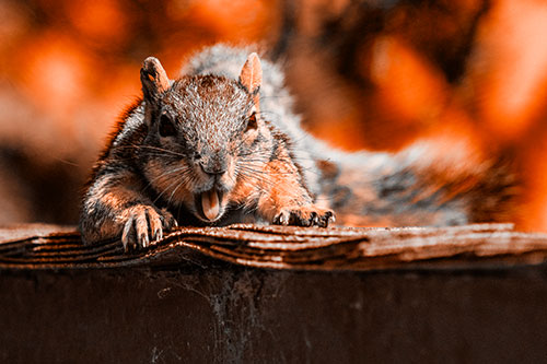 Sleepy Squirrel Yawning Among Rooftop (Orange Tone)
