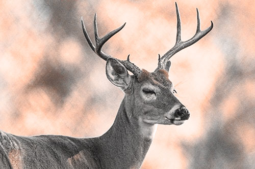 Sleepy White Tailed Deer Dreaming Among Trees (Orange Tone)