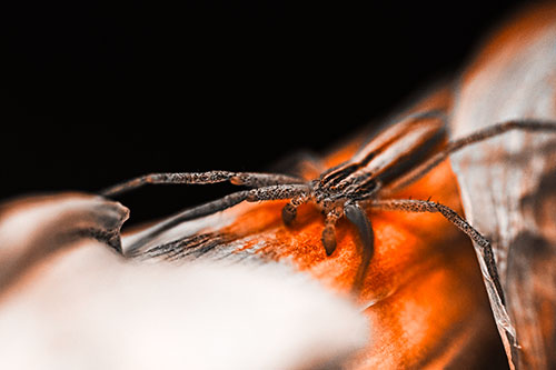 Slender Crab Spider Sprawled Out Among Plant (Orange Tone)