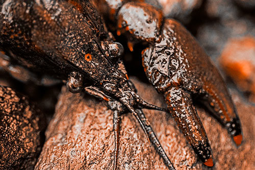 Slimy Crayfish Rests Claw Beside Head (Orange Tone Photo)