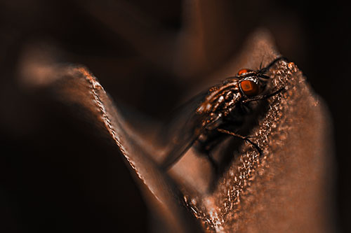 Sloping Cluster Fly Hangs Onto Leaf Petal (Orange Tone)