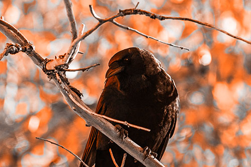 Sloping Perched Crow Glancing Downward Atop Tree Branch (Orange Tone Photo)