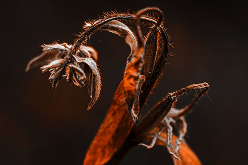 Slouching Hairy Stemmed Weed Plant (Orange Tone Photo)