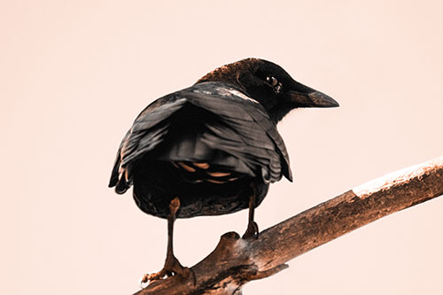 Sly Eyed Crow Glances Backward Among Tree Branch (Orange Tone Photo)