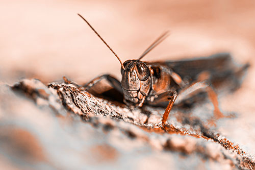 Smiling Grasshopper Grabbing Ahold Tree Stump (Orange Tone Photo)