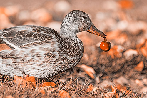 Smiling Mallard Duck Carries Cherry Across Grass (Orange Tone)