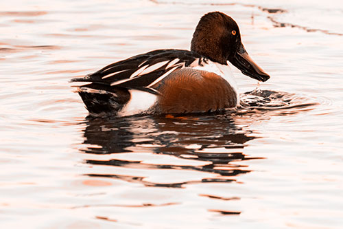 Smiling Northern Shoveler Duck Swimming Calm River Water (Orange Tone Photo)