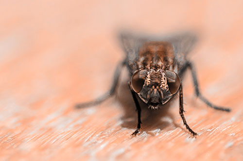 Smirking Open Mouthed Cluster Fly Watching Closely (Orange Tone)