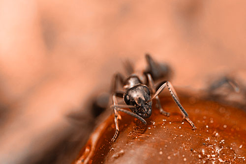 Snarling Carpenter Ant Guarding Sugary Treat (Orange Tone Photo)